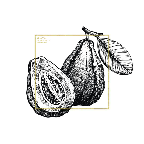 黄金百香果插画