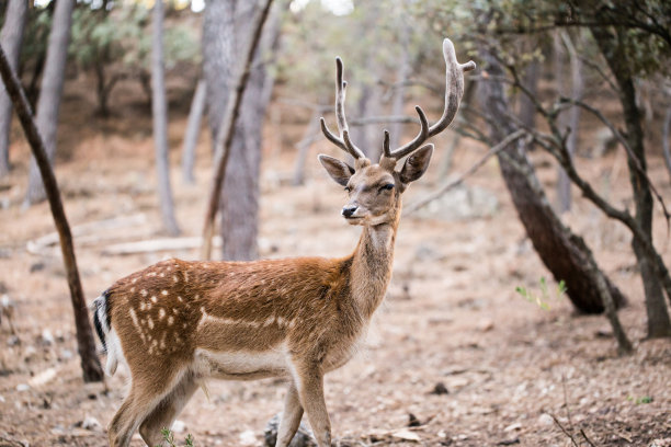 deer