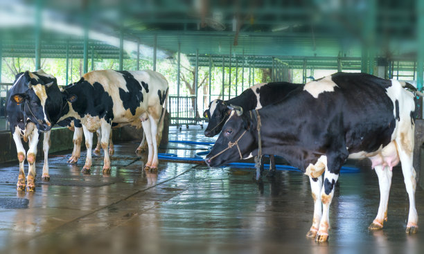 dairy
