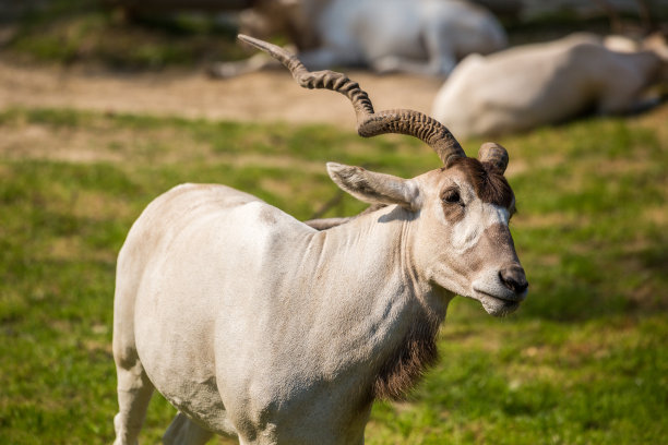 antelope
