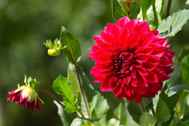 dahlia