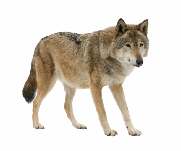 lupus