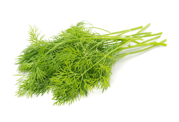 fennel