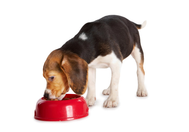 eat