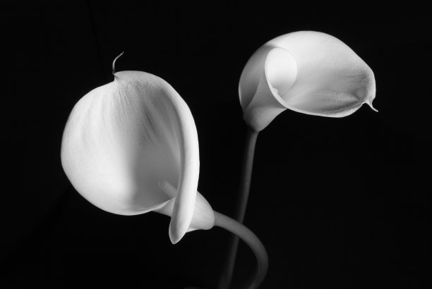 zantedeschia