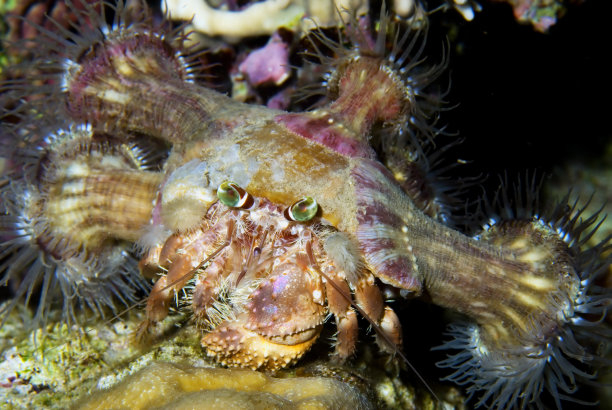anemone