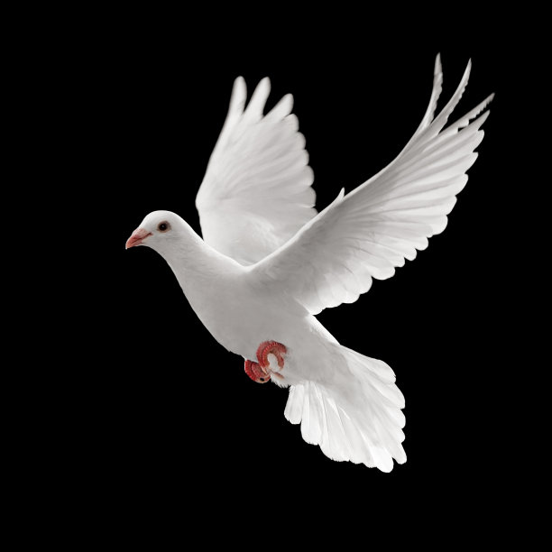 pigeon