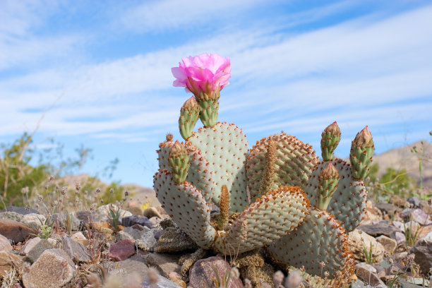 cactus