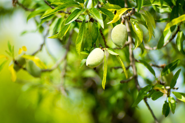 almonds