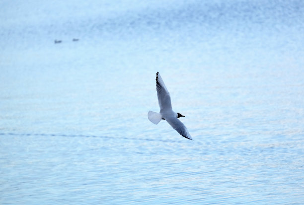 飞鸟蓝色大海壁纸