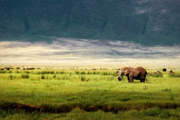 ngorongoro