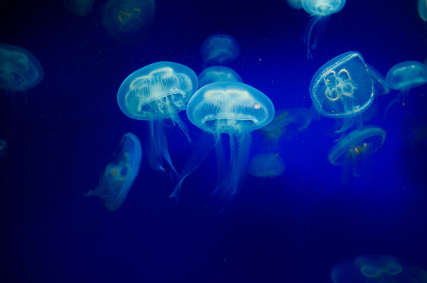 jellyfish