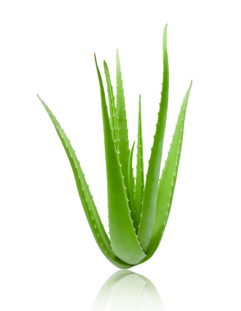 aloe