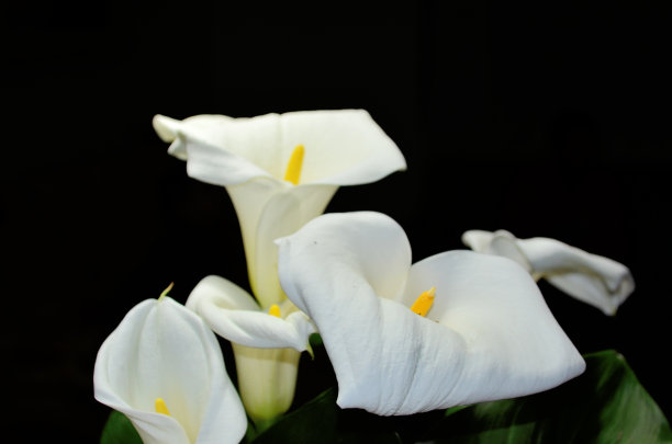 araceae