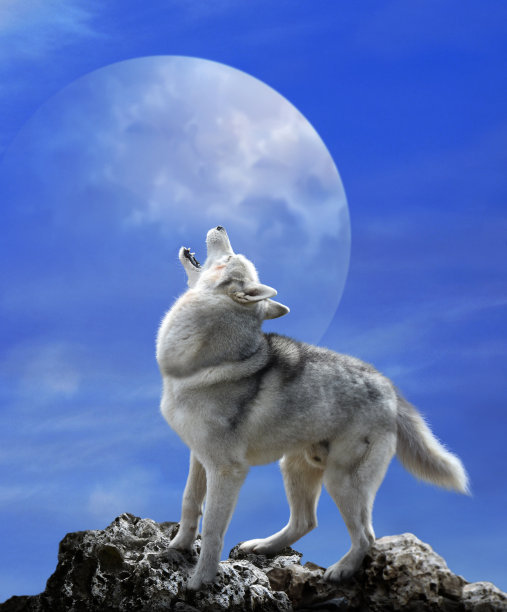 wolf