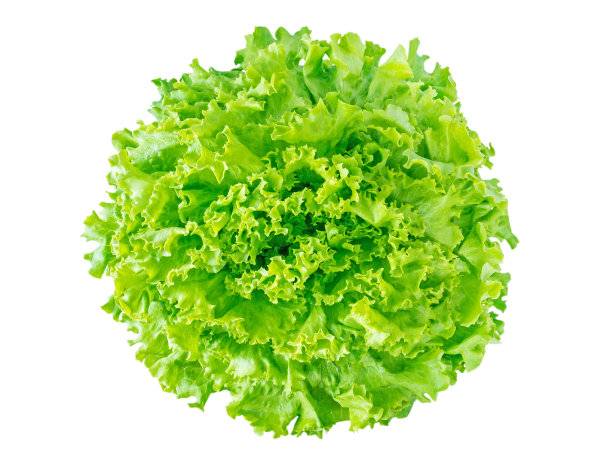 lactuca