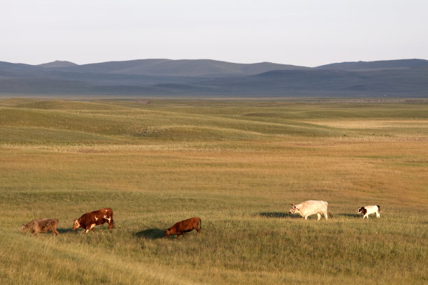 内蒙古草原黄牛