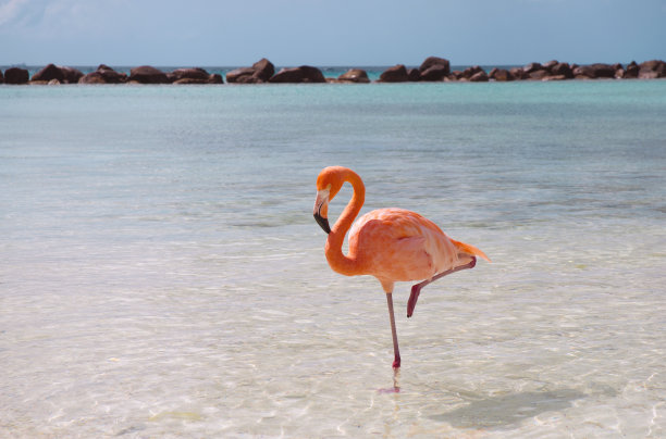 flamingo