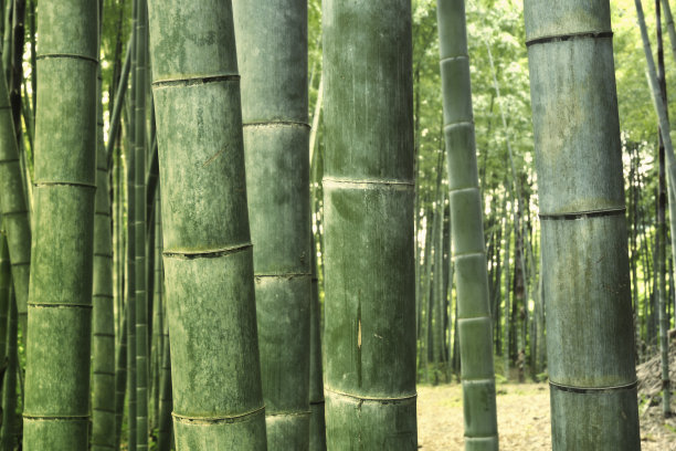 竹,叶子,绿色