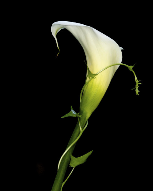 zantedeschia