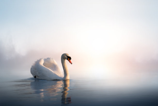 cygnus