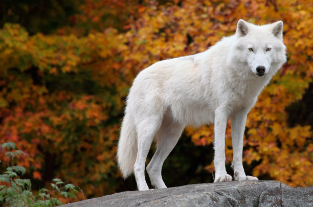 wolf