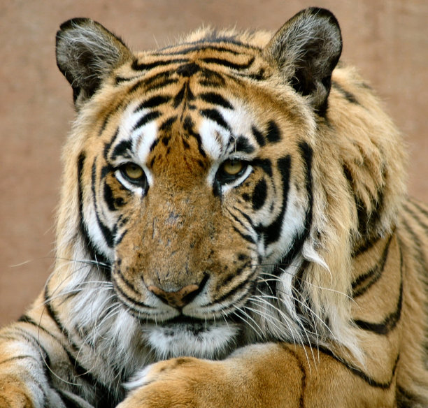 孟加拉虎,虎,猫科动物
