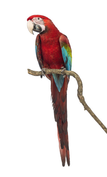 macaw