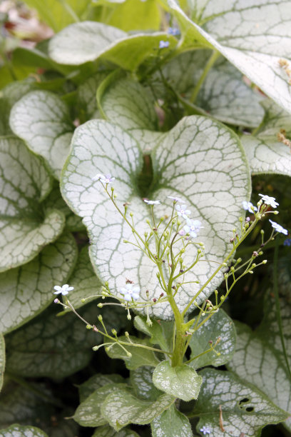 brunnera