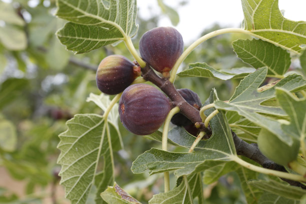 fig