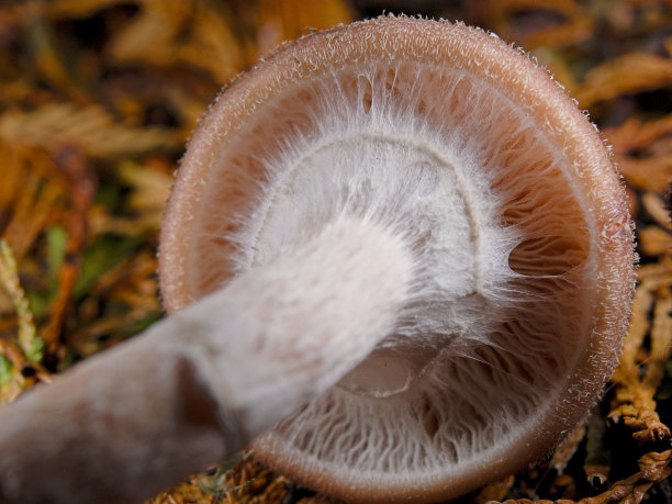 cortinarius