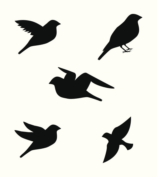 birds