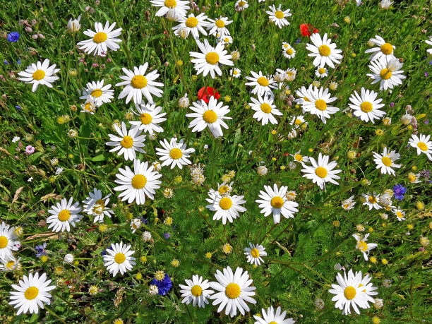 marguerite