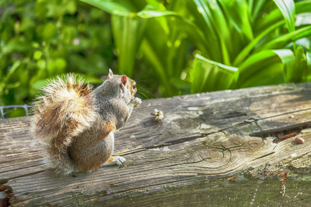 squirrel
