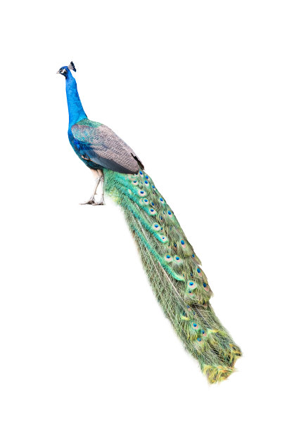 peacock
