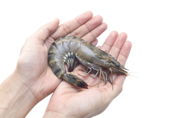 大青虾