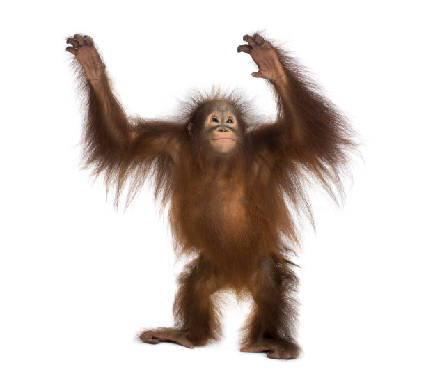 monkey