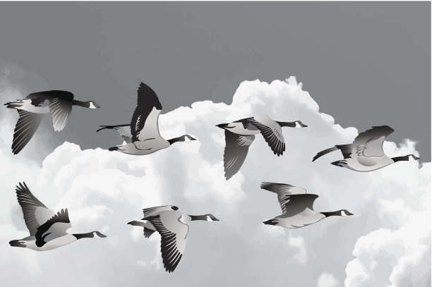 branta