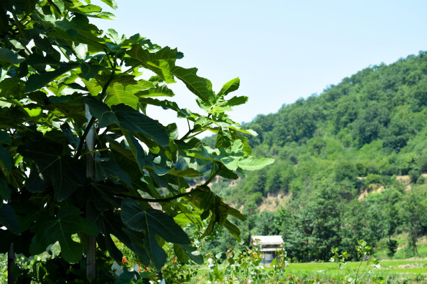 树林小屋小路小道