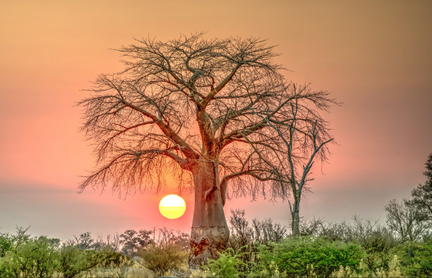 baobab