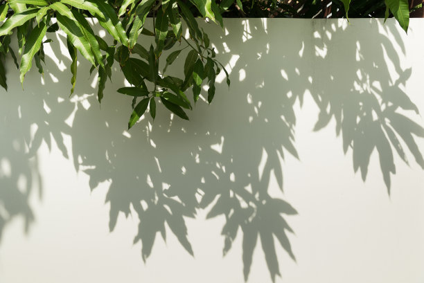 林荫