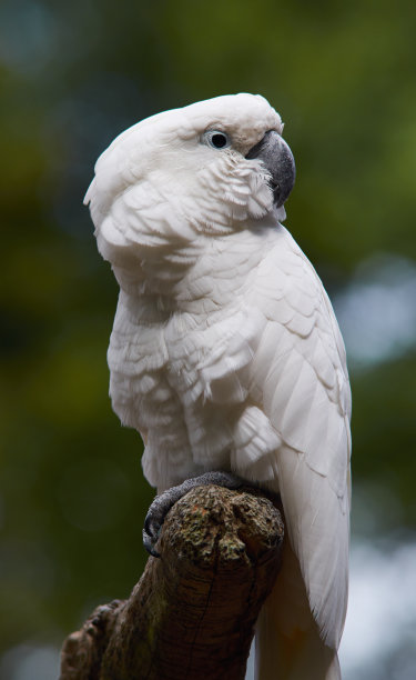 澳洲白鹦鹉