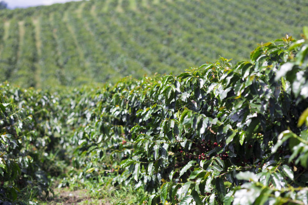 咖啡树