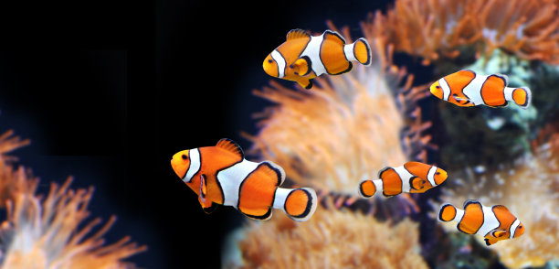 海葵鱼
