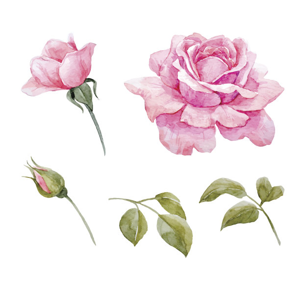 roses