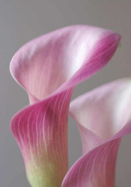araceae