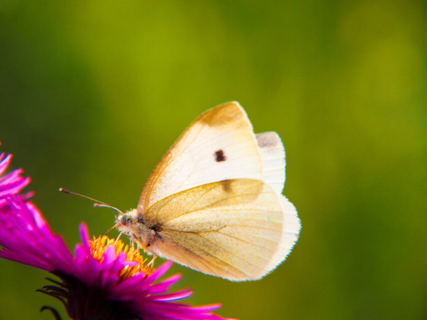白蝴蝶在花丛中飞舞