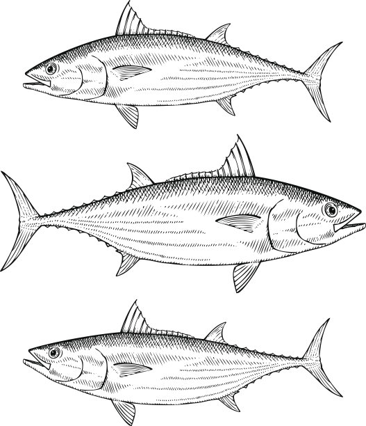 tuna