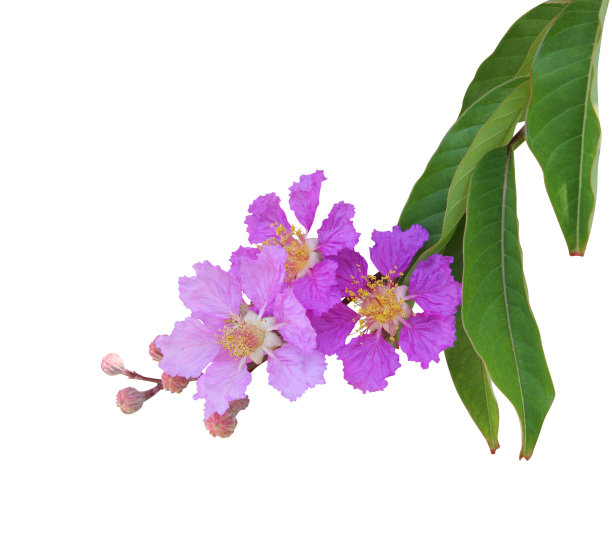 高清紫薇花