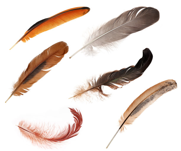 feather